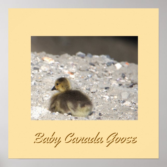 Póster Baby Canada Goose Poster (Frente)