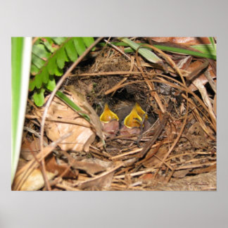 Póster Baby Carolina Wrens Poster