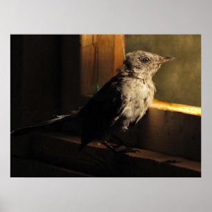 Póster Baby Catbird