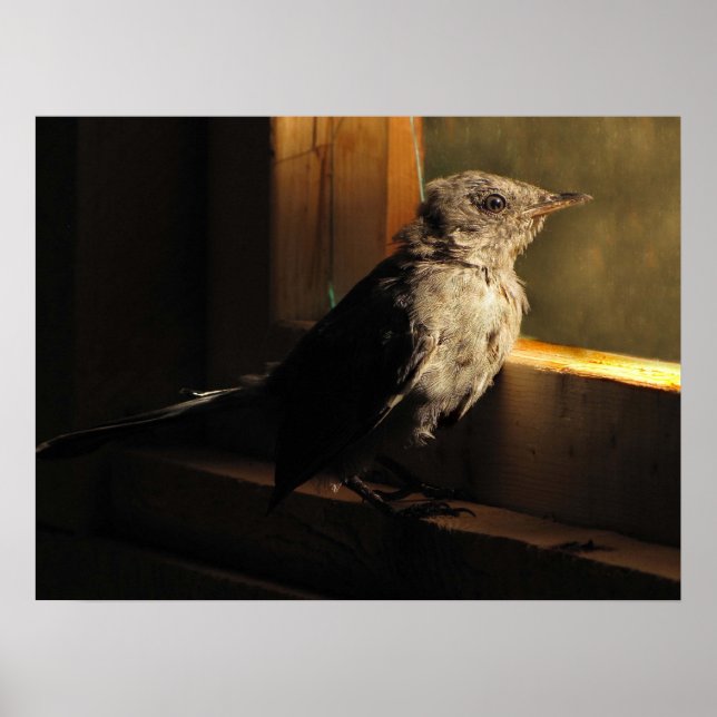 Póster Baby Catbird (Frente)