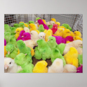 Póster Baby Chicks In A Pen At A Market Colored By Dye