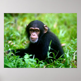 Póster Baby Chimp in Grass