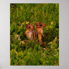 Póster Baby Chipmunks Willife Animal Art