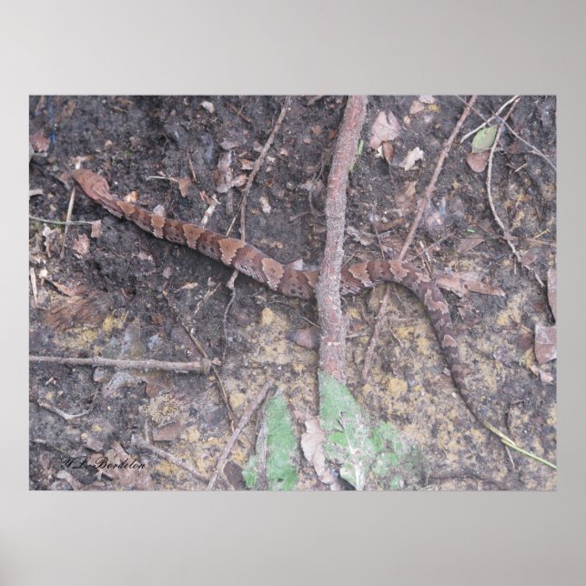 Póster Baby Cottonmouth Mocasionn (Frente)