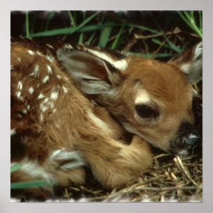 Póster Baby Deer Poster