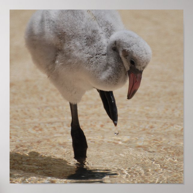 Póster Baby Flamingo Poster (Frente)