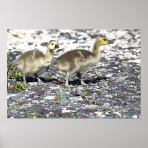 Póster Baby Geese Poster
