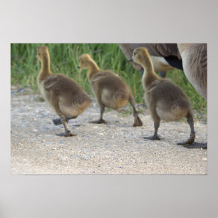 Póster Baby Geese Poster