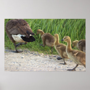 Póster Baby Geese Poster
