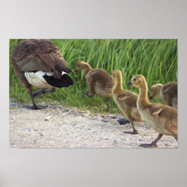 Póster Baby Geese Poster (Frente)