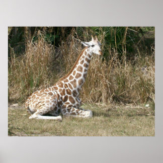Póster Baby Giraffe