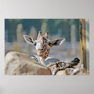 Póster Baby Giraffe
