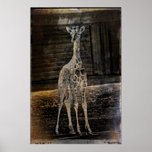 Póster Baby Giraffe