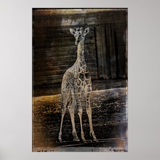 Póster Baby Giraffe (Frente)