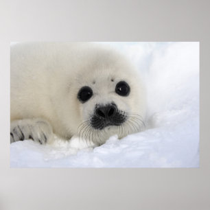 Póster Baby Harp Seal