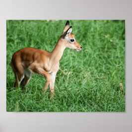 Póster Baby Impala Poster