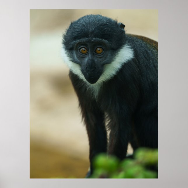 Póster Baby L'Hoest Monkey (Frente)