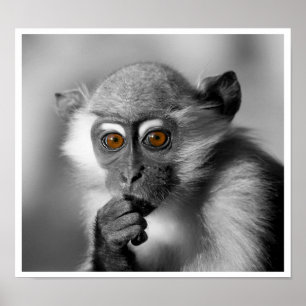 Póster Baby Mangabey Monkey
