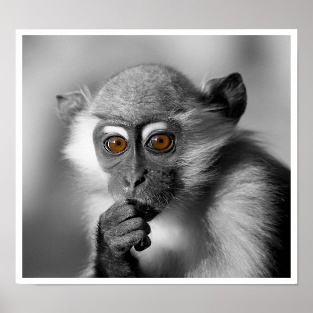 Póster Baby Mangabey Monkey (Frente)