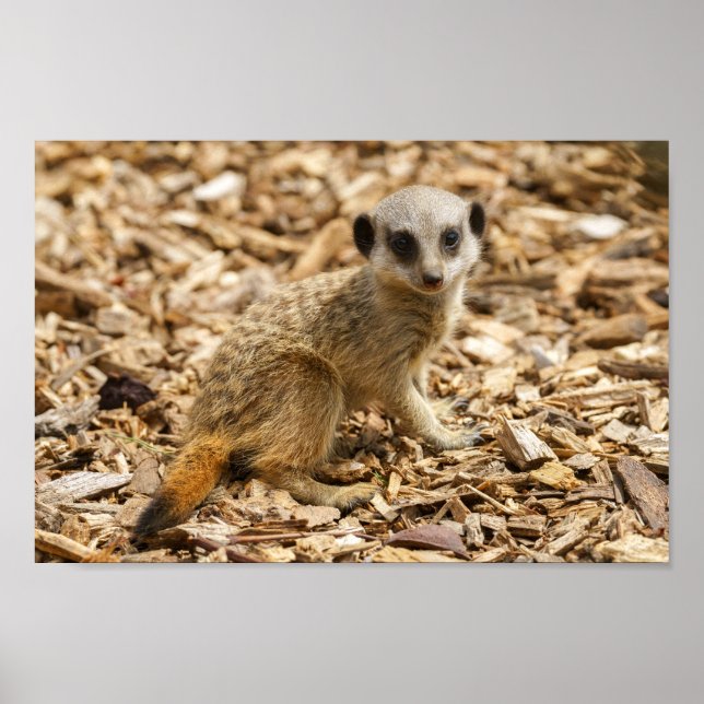 Póster Baby Meerkat (Frente)