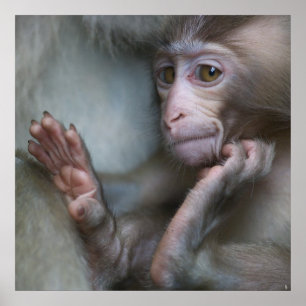 Póster Baby Monkey