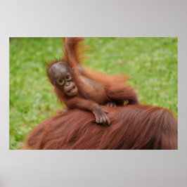 Póster Baby Orangutan Joy