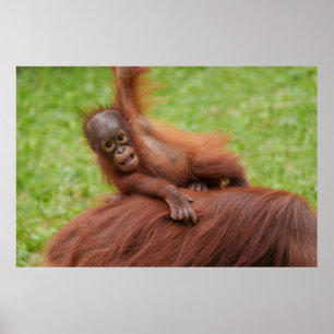 Póster Baby Orangutan Joy