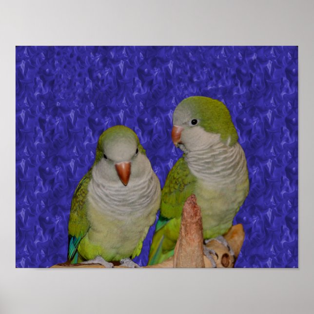 Póster Baby Quaker Parrot Pair Animal (Frente)