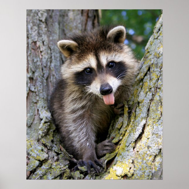 Póster Baby Raccoon (Frente)