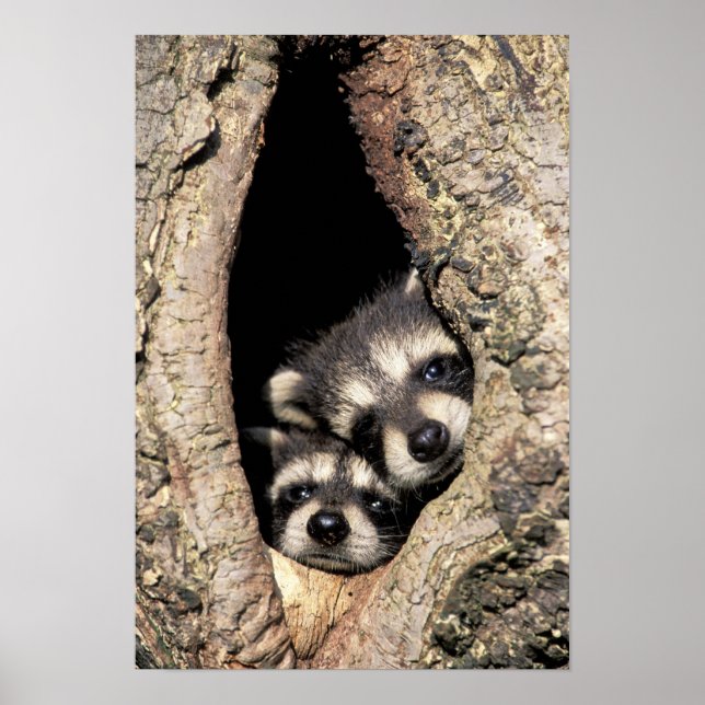 Póster Baby raccoons in tree cavity Procyon (Frente)
