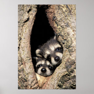 Póster Baby raccoons in tree cavity Procyon