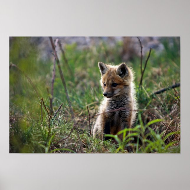 Póster Baby Red Fox (Frente)