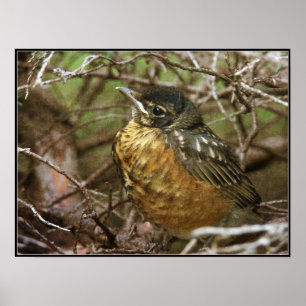 Póster Baby Robin