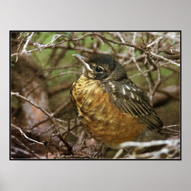 Póster Baby Robin (Frente)