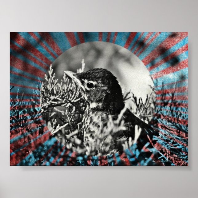 Póster Baby Robin (Frente)