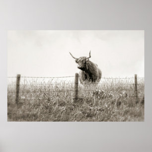 Póster Baby Scottish Highland cow Poster