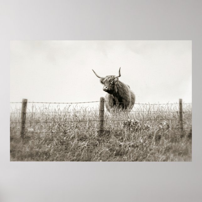Póster Baby Scottish Highland cow Poster (Frente)