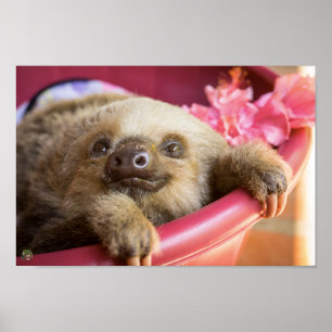 Póster Baby Sloth