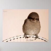 Baby Sparrow Poster