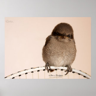Póster Baby Sparrow Poster