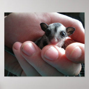 Póster baby sugar glider
