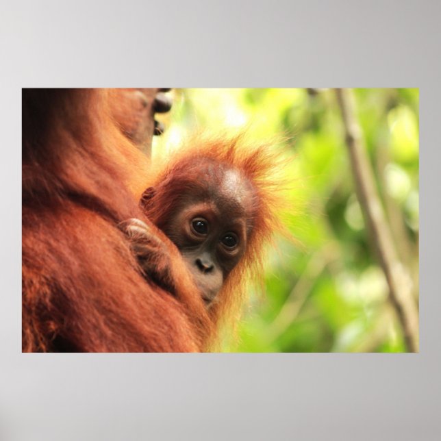Póster Baby Sumatran Orangutan (Frente)