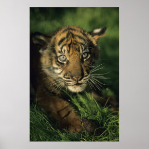 Póster Baby Sumatran Tiger