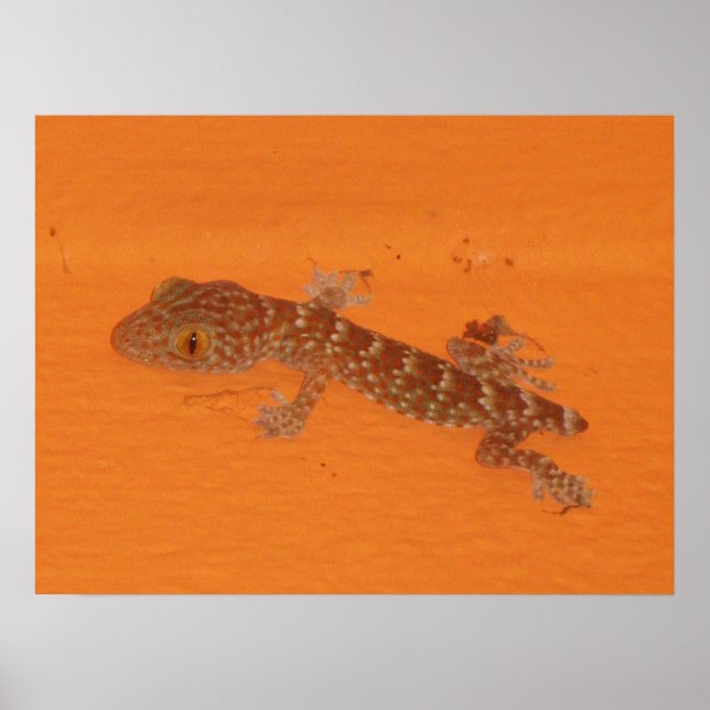 Póster Baby Tokay Gecko (Frente)