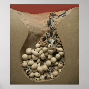 Póster Baby Turtle Eggs Hatching