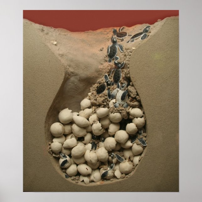 Póster Baby Turtle Eggs Hatching (Frente)