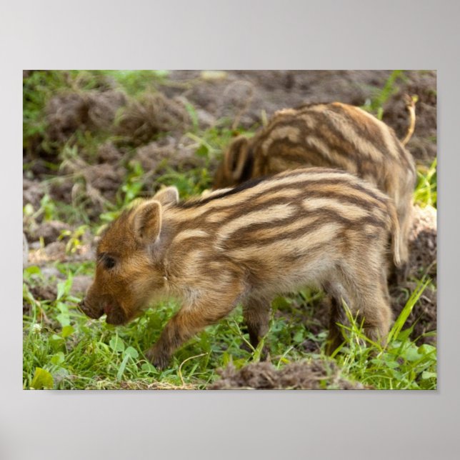 Póster Baby Wild Boar (Frente)