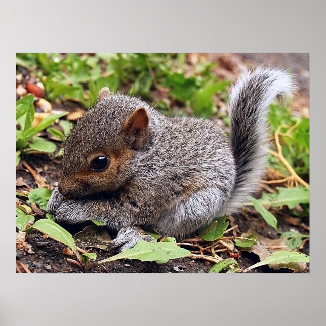 Póster BabyGrey (Frente)