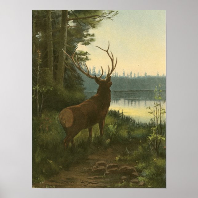 Póster Back view of Elk Looking over a Lake (Frente)