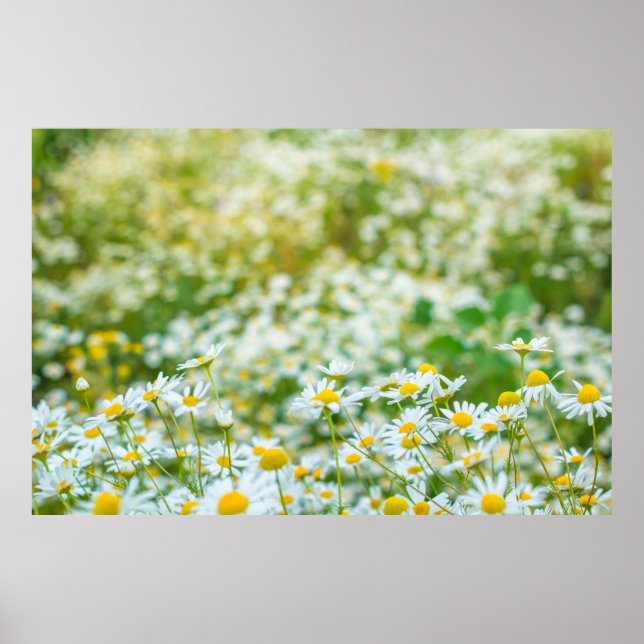 Póster Background of flowers field of daisies. alternativ (Frente)